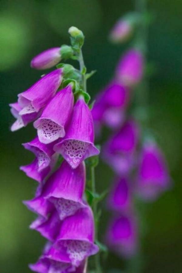 Foxglove House Knights Town 외부 사진